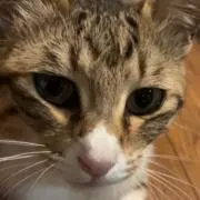 さんちゃんの画像