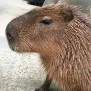 カピバラの画像