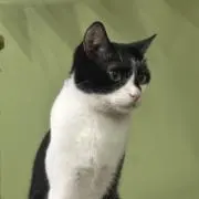 ぬーぬの画像