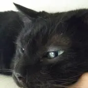 しっきー