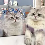 ももちゃんの画像