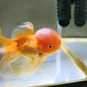 オラちゃん 【要プロフ確認】の画像
