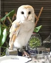 たからばこ。の画像