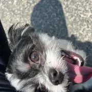 あんとんの画像