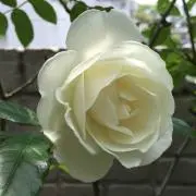 marikenbossの画像