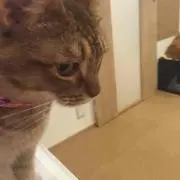 ドキンちゃん