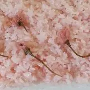 さっちゃん