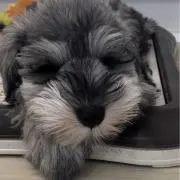 Kの画像