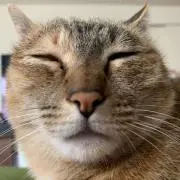 ビビ