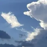 くもの画像