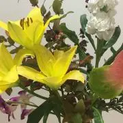 アリスの画像