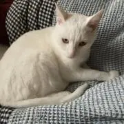 mtk