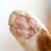 moguの画像