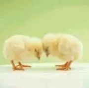 ぴの画像