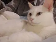 ポコちゃんの画像