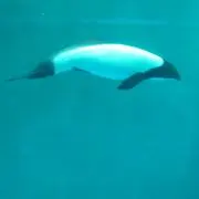 むー