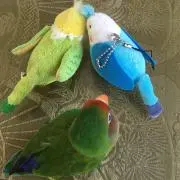 むにゃの画像