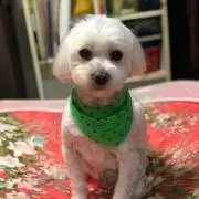 shibacchi310