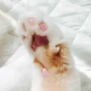 k.k