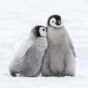 ペンギンの画像