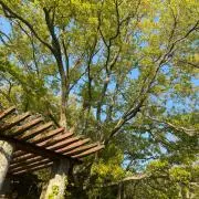 ゆうの画像