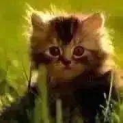 ★ティアラ ★