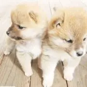 ひろ＆ひろの画像
