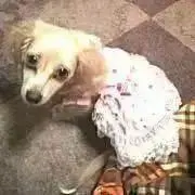 三人のコブタ★プロフ必読★の画像