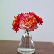 ちょこの画像