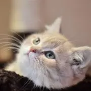 jewel★の画像
