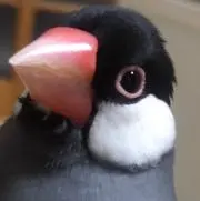 てっちゃん