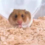 ちくわの画像