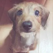 Lilio