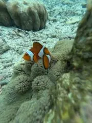 トッポの画像