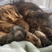 nokoの画像