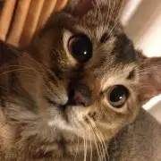 ぎり