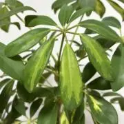 キャベツ1/4の画像