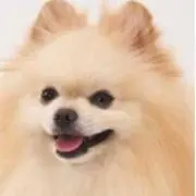 jasmineの画像