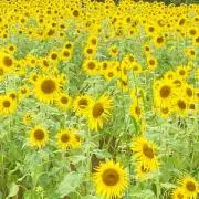 SIR⭐︎24時間以内の発送⭐︎の画像