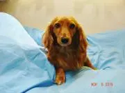 ｃｏｃｏの画像