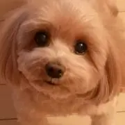 meruの画像