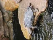 梅