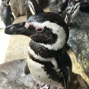 ミノリ