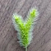 笑福の画像