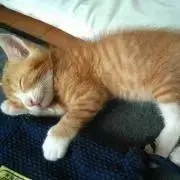 ヌルハチ