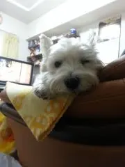 ひまわり♪の画像