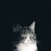 だいの画像