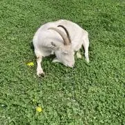 まの画像