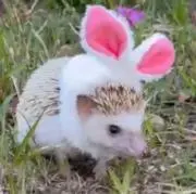 はりぃ❁⃘*.゜の画像