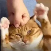 Jimo